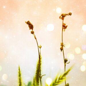 Demo - Guide for skin and hair supplements